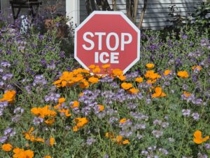 20260317 111739 Wild flowers surrounding a stop sign that reads Stop Ice