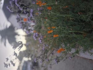 20260318 192758 Wild flowers next to a walking bath